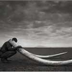 wildlife_photographers_website_thumb