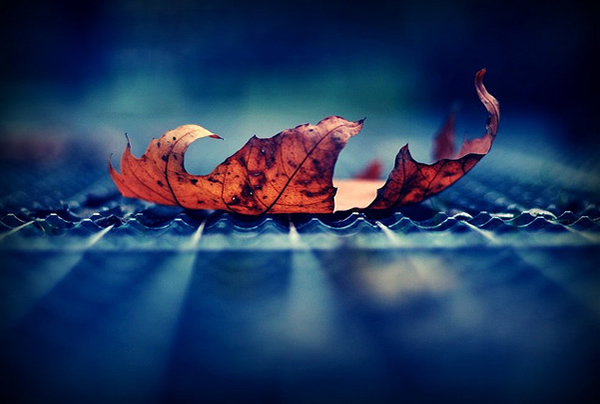 Take it all or leave me alone - Beautiful and Colorful Autumn Leaves Photography