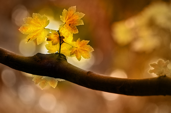 In Autumn - Beautiful and Colorful Autumn Leaves Photography