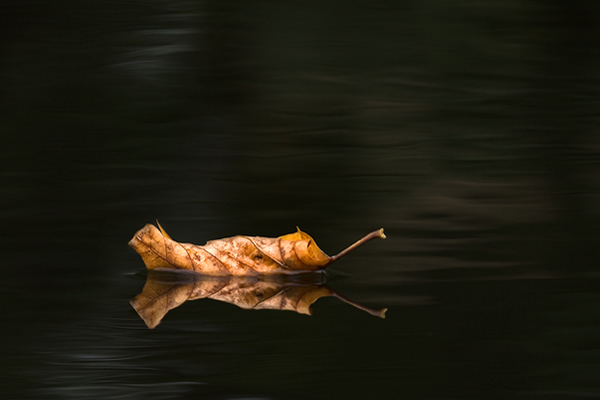 Solitude - Beautiful and Colorful Autumn Leaves Photography