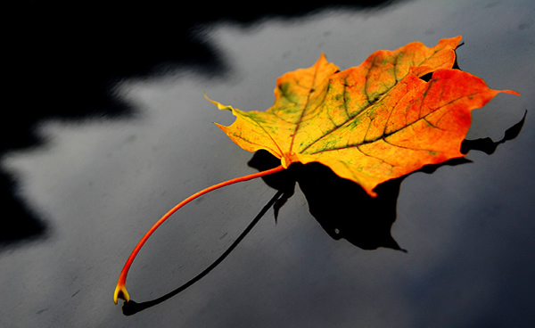 Maple leaf - Beautiful and Colorful Autumn Leaves Photography