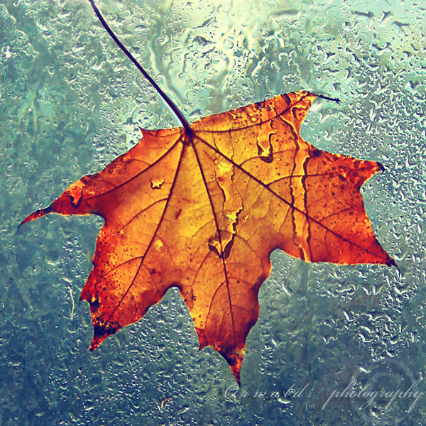 Autumn Leaf - Beautiful and Colorful Autumn Leaves Photography