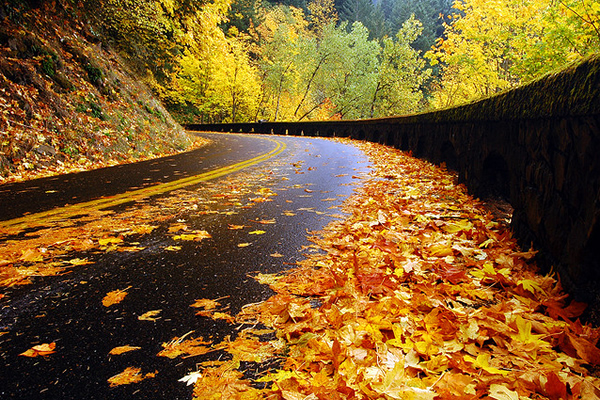 Historic Highway, Autumn Study - Beautiful and Colorful Autumn Leaves Photography