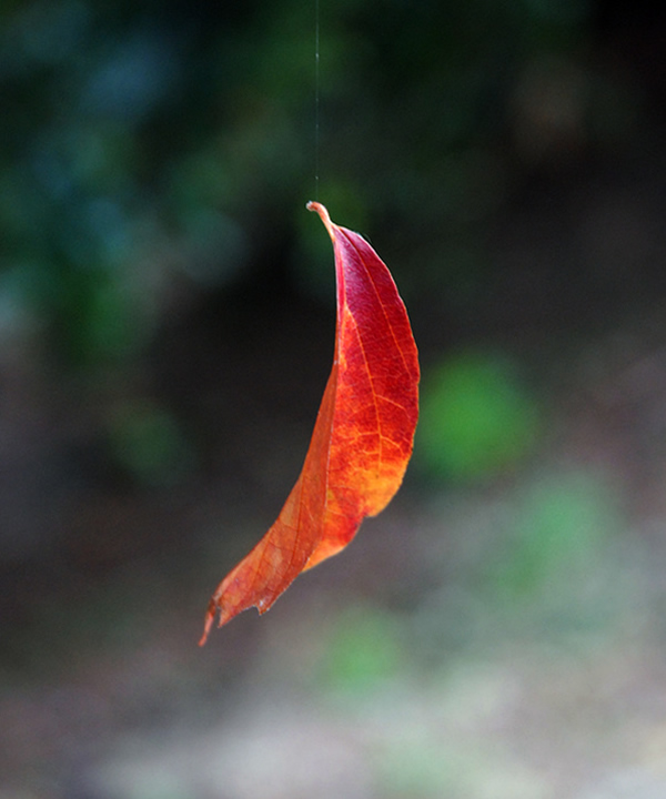 Autumn leaf hanging by a thread - Beautiful and Colorful Autumn Leaves Photography