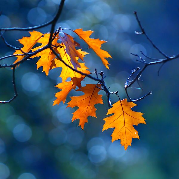 Blue is My Color - Beautiful and Colorful Autumn Leaves Photography