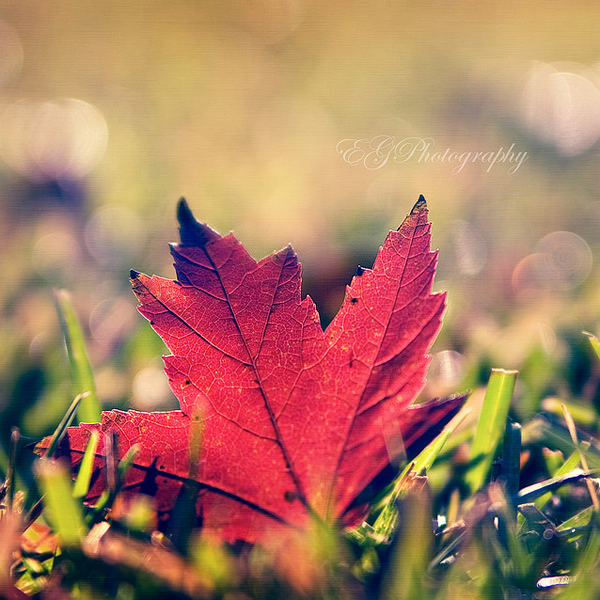 Colors of my Monday - Beautiful and Colorful Autumn Leaves Photography