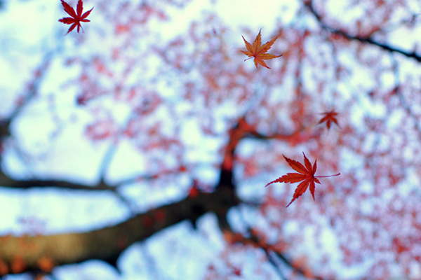 Heirinji - Beautiful and Colorful Autumn Leaves Photography