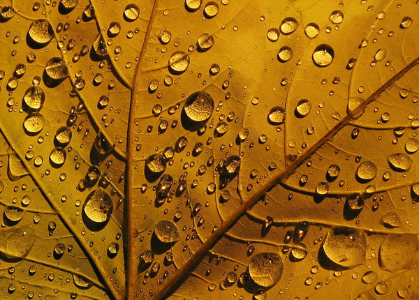 Golden Drops of Autumn - Beautiful and Colorful Autumn Leaves Photography