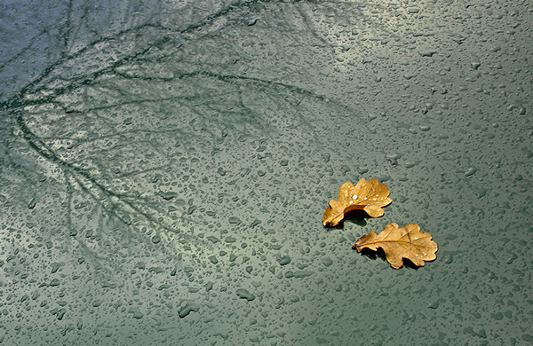 Autumn leaves - Beautiful and Colorful Autumn Leaves Photography