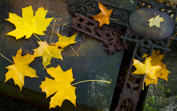 Fallen - Beautiful and Colorful Autumn Leaves Photography