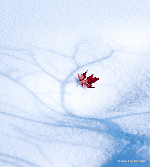 Cant Let Go - Beautiful and Colorful Autumn Leaves Photography