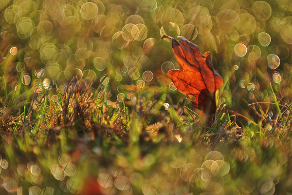 Autumn Bokeh - Beautiful and Colorful Autumn Leaves Photography