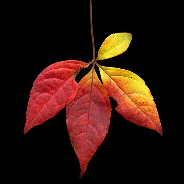 A leaf out of my life - Beautiful and Colorful Autumn Leaves Photography