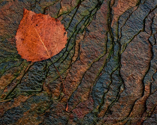 Leave Traces - Beautiful and Colorful Autumn Leaves Photography