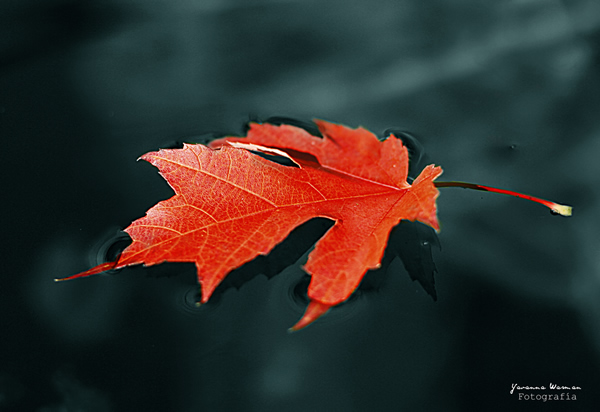 Resting - Beautiful and Colorful Autumn Leaves Photography