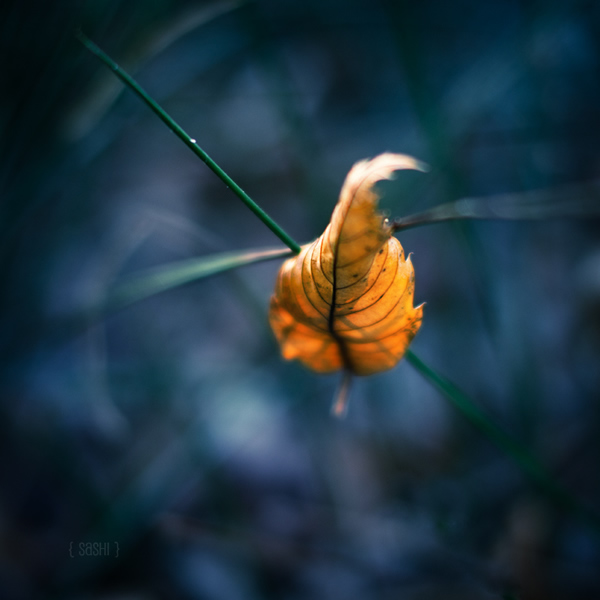 Pierced - Beautiful and Colorful Autumn Leaves Photography