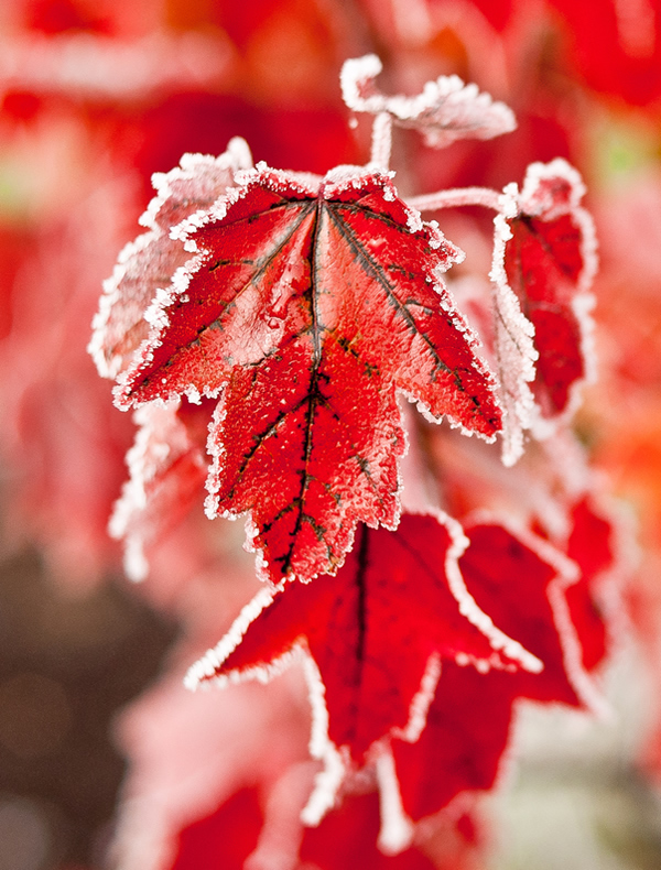 Frosted Red - Beautiful and Colorful Autumn Leaves Photography