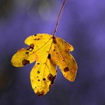 Autumn_Leaves_thumb