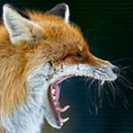 wildlife_photographer_website_thumb