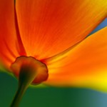 Ursula_Abresch_thumb