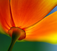 Ursula_Abresch_thumb