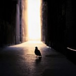 flickr_nov_thumb2