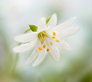 mandy_disher_thumb