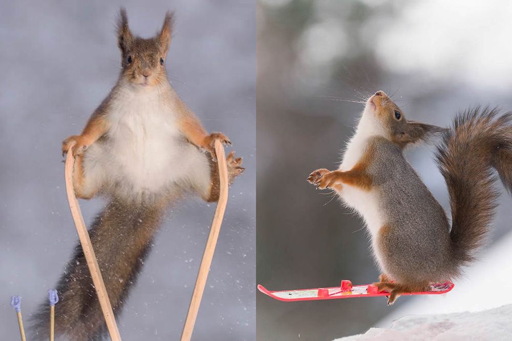 Squirrel Winter Olympics Most Beautiful Photo Series By Geert Weggen