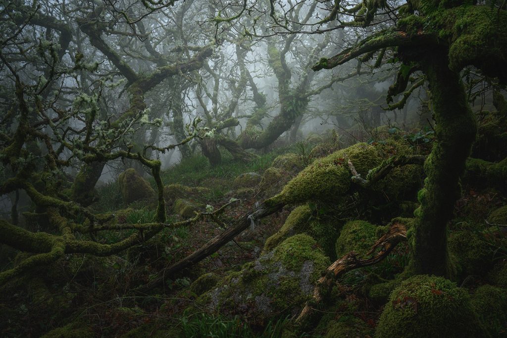 Mystical Beautiful Trees Of Wistman S Wood In Dartmoor England