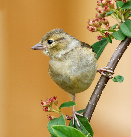 Showcase of the Week - Bird Photographer Julia