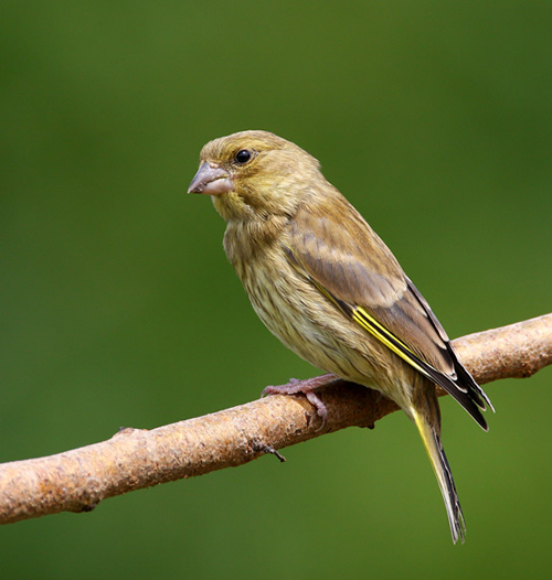 Showcase of the Week - Bird Photographer Julia