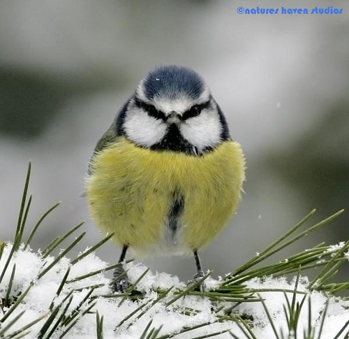 Showcase of the Week - Bird Photographer Julia