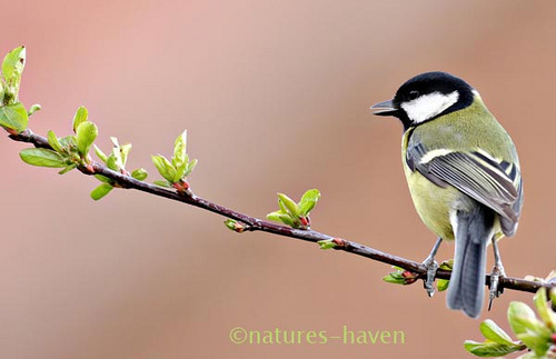 Showcase of the Week - Bird Photographer Julia