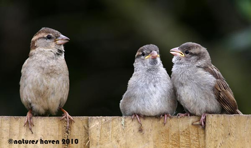 Showcase of the Week - Bird Photographer Julia