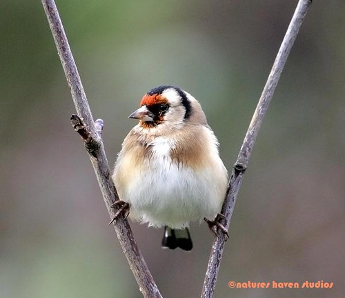 Showcase of the Week - Bird Photographer Julia