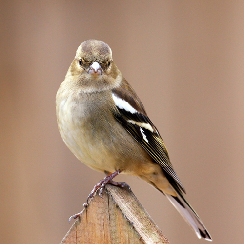 Showcase of the Week - Bird Photographer Julia