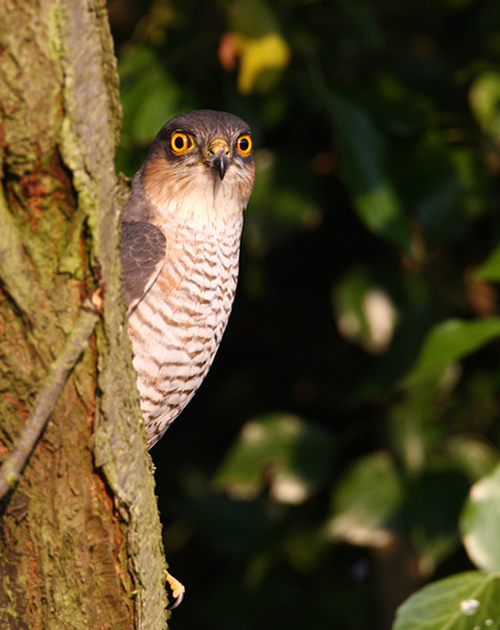 Showcase of the Week - Bird Photographer Julia