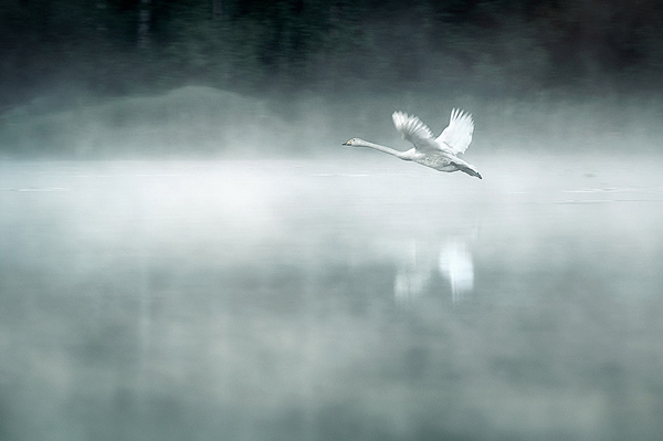 Showcase of the Week - Mikko Lagerstedt