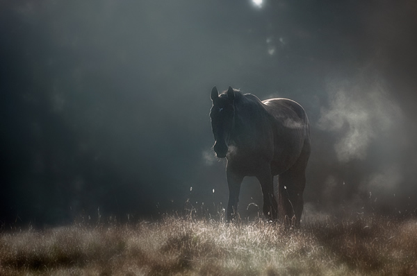 Showcase of the Week - Mikko Lagerstedt