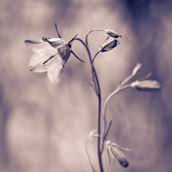 Showcase of the Week - Mikko Lagerstedt