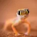 Tiny gecko with big eyes looking directly at the camera, macro shot