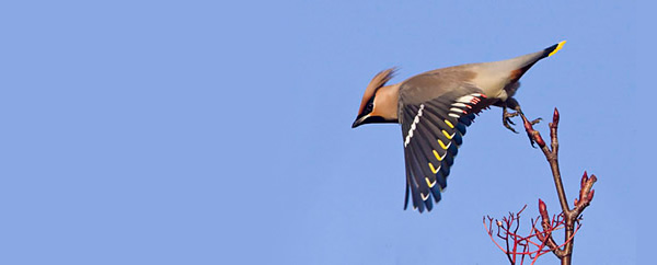 Scottish Nature Photography Awards 2011