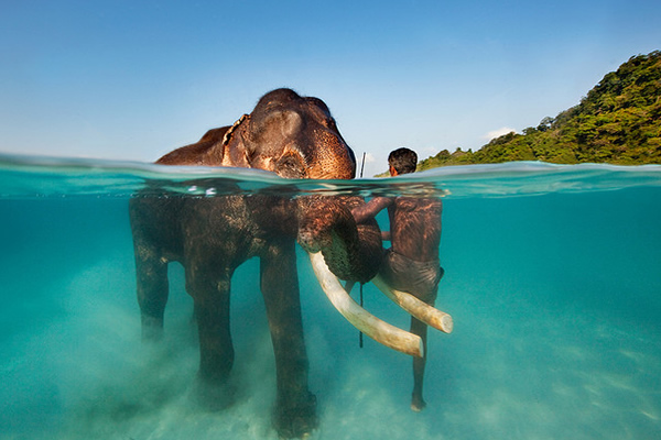 Swimming Elephant - Andaman Islands, India