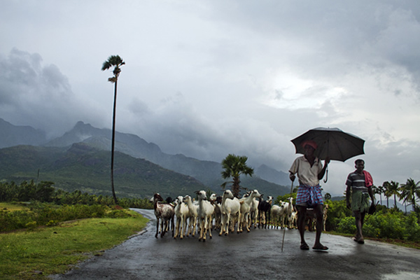 Rural India - Thenkasi, Tamilnadu, India. 