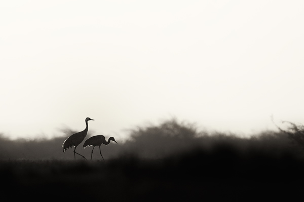 Interview with Nature & Wildlife Photographer Ganesh H. Shankar