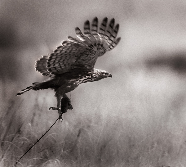 Interview with Nature & Wildlife Photographer Ganesh H. Shankar