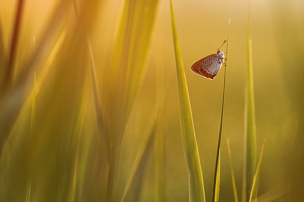 Butterfly in first sunlight - Photography Composition