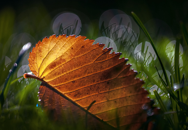Fallen - Beautiful and Colorful Autumn Leaves Photography