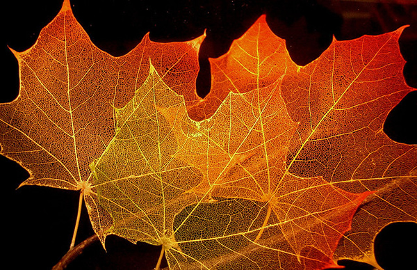 Maple Leaf Structure - Beautiful and Colorful Autumn Leaves Photography
