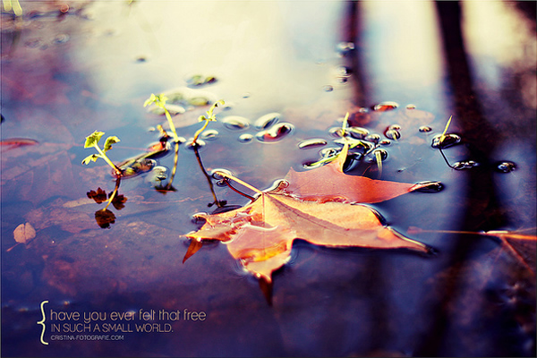So light that if you leave. You may not return - Beautiful and Colorful Autumn Leaves Photography